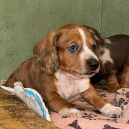 AKC Fabio - Dapple male Dachshund puppy in Knoxville, Tennessee from Thea's Puppies