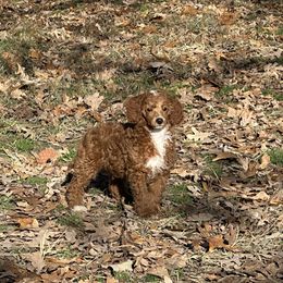 Charlie - Red  male Poodle puppy in Cabool, Missouri from Rafter B Farms