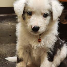 Wolfsbane - Blue merle male Border Collie puppy in Opelousas, Louisiana from Zahara Border Collies