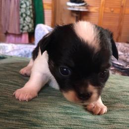 Stevie Nicks - Black and white female Chihuahua puppy in Amelia, Virginia from Pannell’s Precious Pups