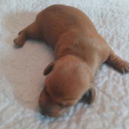 Red boy - Red male Dachshund puppy in Cedar Rapids, Iowa from Paulassillydogs