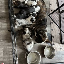 Cardigan Welsh Corgi Puppies from Beug Corgis