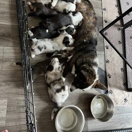 Cardigan Welsh Corgi Puppies from Beug Corgis