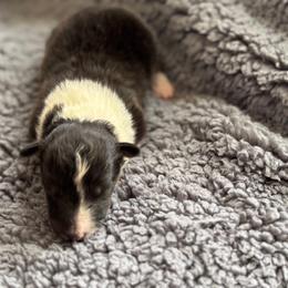 Aspen's Tri Female - Black white and tan female Shetland Sheepdog puppy in Shirley, Arkansas from Lucky Pups