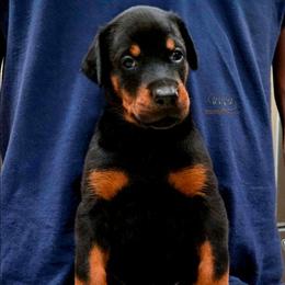 Kadi - Black and rust female Doberman Pinscher puppy in China Township, Michigan from Snell's Superior Kennel Dobermann & GSP