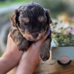 Pocahontas - Phantom female Bernedoodle puppy in Decatur, Tennessee from Diamond's Doodles