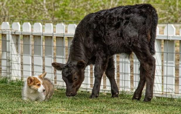 A young Pembroke Welsh Corgi stands by a calf in a field