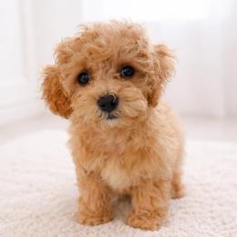 Hatch - male Cavapoochon puppy in Mt. Pleasant, Iowa from Platinum Premier Puppies