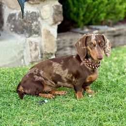Violet - Dachshund