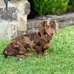 Violet - Dachshund