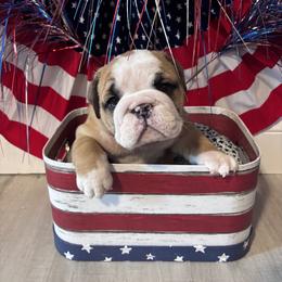 Boy 1 - Fawn male Bulldog puppy in Mount Airy, North Carolina from PrimeCut Bulldogs