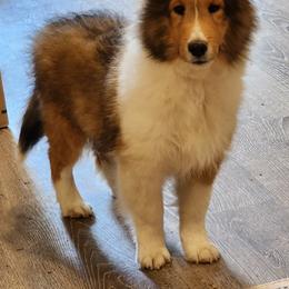 Boy 2 - male Shetland Sheepdog puppy in Deer Island, Oregon from Conestoga Shelties