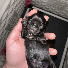 Lincoln - Black male Brussels Griffon puppy in Oklahoma from Lavish Griffons