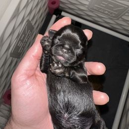 Lincoln - Black male Brussels Griffon puppy in Oklahoma from Lavish Griffons