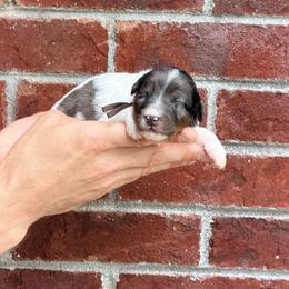 Ice Cream - Brown - Tri-color male Bernedoodle puppy in Charleston, South Carolina from Palm Belle Doodles