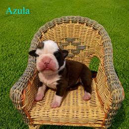 AZULA - Fawn female Boxer puppy in Abilene, Texas from L&L Euro Boxers and Small Town Shih Tzus