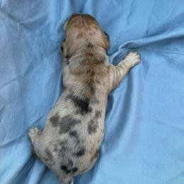 Dapple boy (right) - Dapple male Dachshund puppy in Bakersfield, California from Open Hourglass LLC