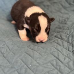Lt blue - Black and tan male Pembroke Welsh Corgi puppy in Early, Texas from Mitchell Corgis