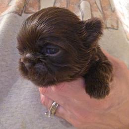 Tracy - Liver female Shih Tzu puppy in Carrollton, Ohio from Becker Hollow