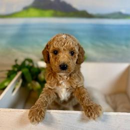 Pocket (lavender) - Red  female Goldendoodle puppy in Haltom City, Texas from Ohana Doodles