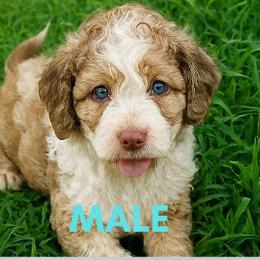 Bashful - Merle male Goldendoodle puppy in Point, Texas from Tiny Paws Goldendoodles