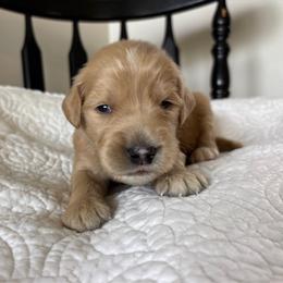 Boy Black collar - Apricot male Goldendoodle puppy in Mattawan, Michigan from Doodifuldoods