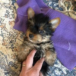 Dollys boy - Black and tan male Yorkshire Terrier puppy in Hardeeville, South Carolina from Pups of the Lowcountry