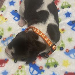 Puppy 3 male orange - Liver roan male German Shorthaired Pointer puppy in Hardeman County, Tennessee from Howell Farm GSP