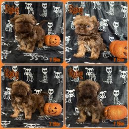 Godiva (Ruby) - Red female Shih Tzu puppy in Yelm, Washington from Lala's All Star Shih Tzu