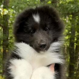 A beautiful bi-blue puppy, she is smart and athletic. - Blue merle and white female Shetland Sheepdog puppy in Chapel Hill, North Carolina from Solange Shelties