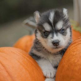 Siberian Husky Puppies from The Snow Dog Kennel