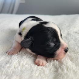 Carol - Black and white female Assorted Doodle Crosses puppy in Blackfoot, Idaho from Lucky Pup Meadows