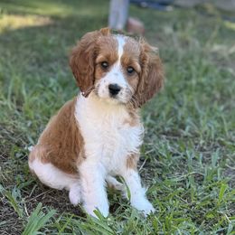 Australian Labradoodles, Bernedoodles, Cavapoos, and Poodles from Walk with Me Doodles