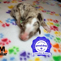 RMM teal collar - Red merle male Australian Shepherd puppy in Greenville, Texas from Amandas Aussies