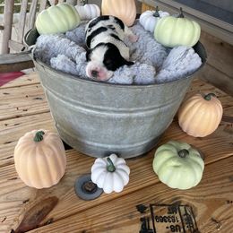 English Springer Spaniel Puppies from Cedar Ridge Kennels