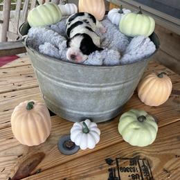English Springer Spaniel Puppies from Cedar Ridge Kennels