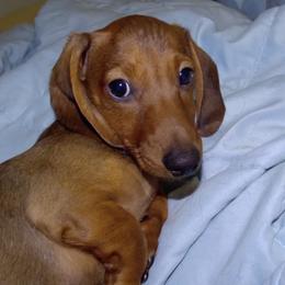 AKC-Bo - Red male Dachshund puppy in Albertville, Alabama from Jana Rae's