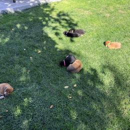 Shiba Inu Puppies from Anko Shibas