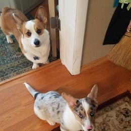 American Corgi, Cardigan Welsh Corgi, and Pembroke Welsh Corgi Puppies from Enok Corgis
