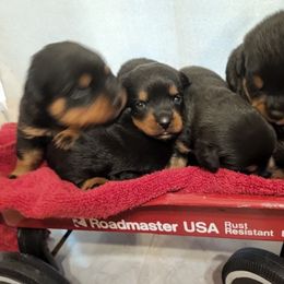 Rottweiler Puppies from Vom Hirschman Rottweiler