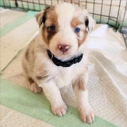 Black - Red merle male Australian Shepherd puppy in Camp Verde, Arizona from Diamond Pines Farm
