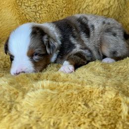 Boy 2 - Red merle male Miniature Australian Shepherd puppy in Hokes Bluff, Alabama from Alegria Toy Aussies