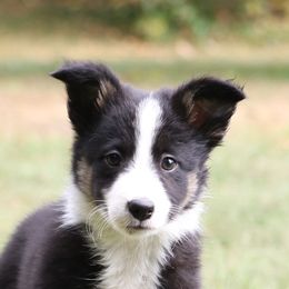Border Collie, English Setter, and Miniature American Shepherd Puppies from First Harmony Farms