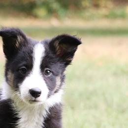 Border Collie, English Setter, and Miniature American Shepherd Puppies from First Harmony Farms