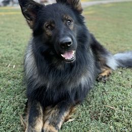 Zayne - German Shepherd