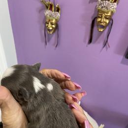 Chihuahua Puppies from King Chihuahuas