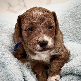 Louie - Red  male Goldendoodle puppy in Kansas City, Kansas from Bella & Ivy’s Mini Goldendoodles of KC