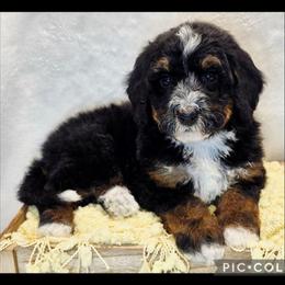 Cucumber - Tri-color female Bernedoodle puppy in Roseburg, Oregon from Lookingglass Doodles