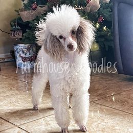 Pretzel - Poodle