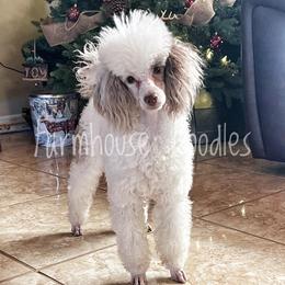 Pretzel - Poodle